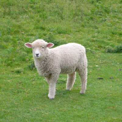 Jowhareh_galleries_2_poster_7729abe4-2bf3-4e92-9eef-34472d355689