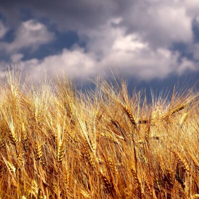 Jowhareh_galleries_6_poster_a4ccf289-0f3e-4c89-bc32-840e3a1d4ce0(1)