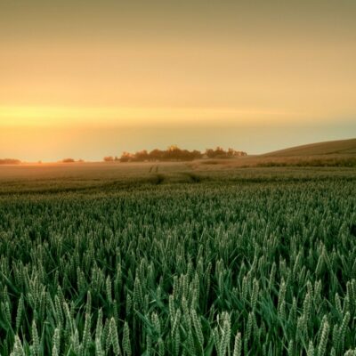 Jowhareh_galleries_6_poster_da7dce64-d02d-47c3-94e3-9738c1e158ae