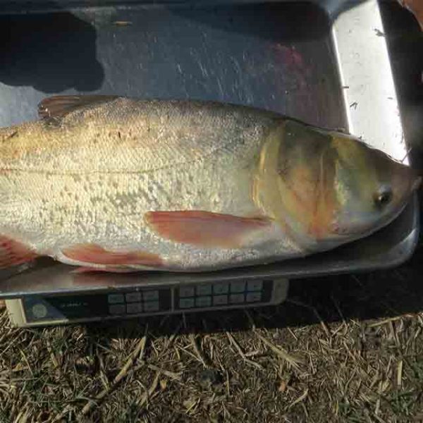 فیتیفاگ-شرکت-ران