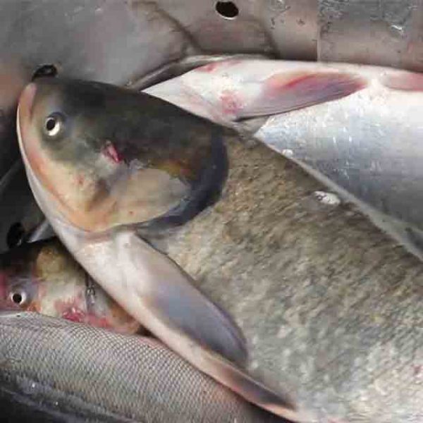 ماهی-بیگهد-شرکت-ران