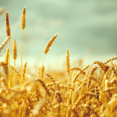 Jowhareh_galleries_6_poster_165e1853-3e86-42a6-a8ce-78870f83e4d3