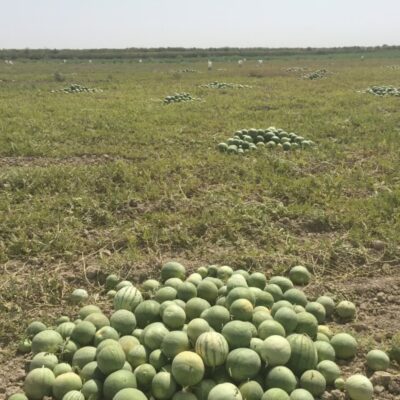 نورسی هندوانه