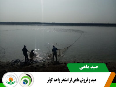 صید ماهی