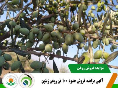 مزایده زیتون مزایده زیتون
