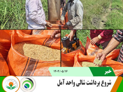 برداشت شالی واحد آمل برداشت شالی رقم طارم هاشمی