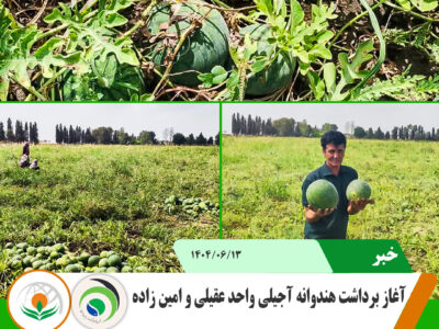 برداشت هندوانه copy