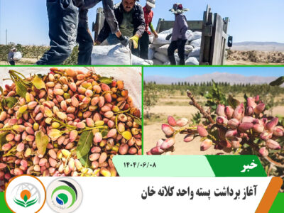 برداشت پسته1