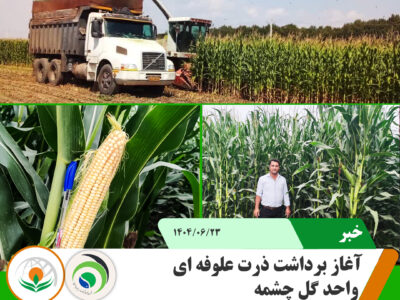 ذرت علوفه ای