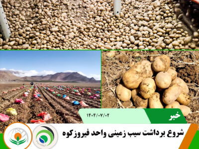 سیب زمینی2