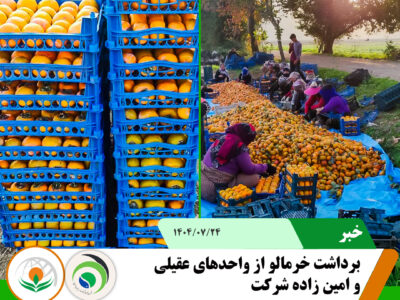 خرمالو خرمالو