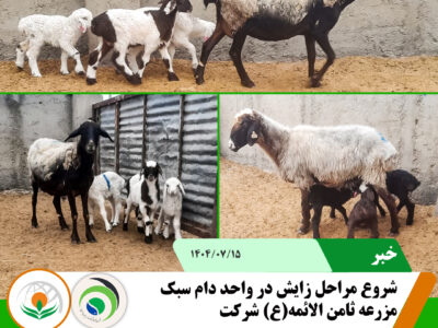 زااایش زااایش