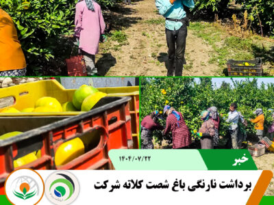 ناارنگی ناارنگی