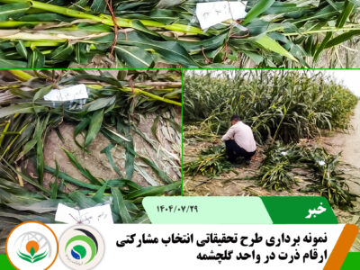 نمونه برداری ذرت
