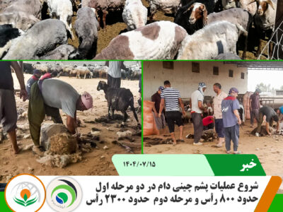 چینش پشم