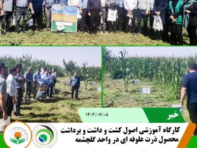 کارگاه اصول کشت ذرت علوفه ای
