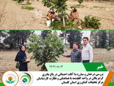 گردو پکان copy