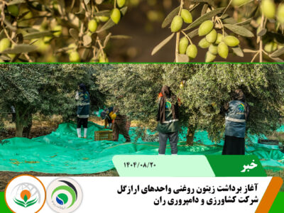 زیتون ارازگل