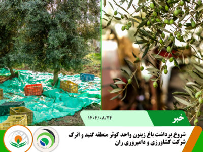 زیتون کوثر