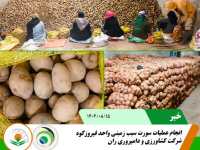 سورت سیب زمینی.