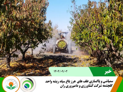 سیاه ریشهههه