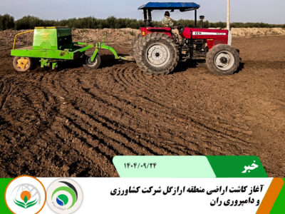 کاشت ارازگل