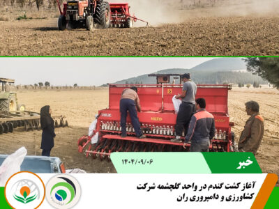 کشت گندم گلچشمه