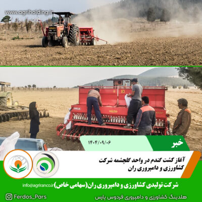 کشت گندم گلچشمه