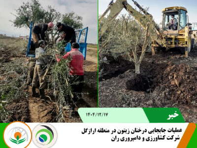 جابجایی درختان زیتون