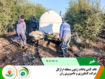 علف کشی باغات زیتون ارازگل