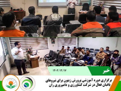 پرورش زیتون