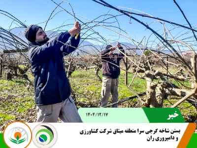 گرجی سرا میثاق