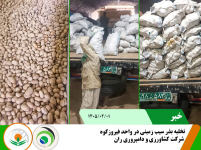 بذر سیب زمینی