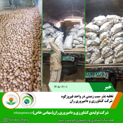 بذر سیب زمینی