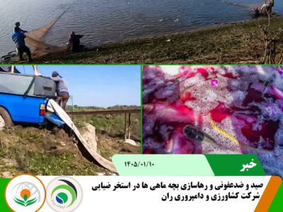بچه ماهی