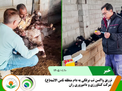 تب برفکی ثامن