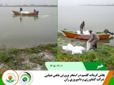 کربنات کلسیم ضیایی