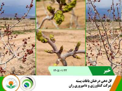 گل دهی باغات پسته