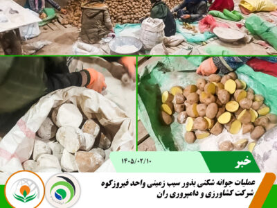 جوانه شکنی سیب زمینی