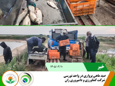 صید ماهی نورسی