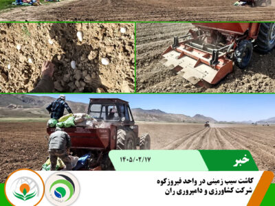 کاشت سیب زمینی