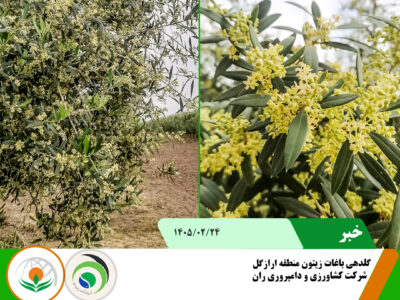 گل دهی زیتون