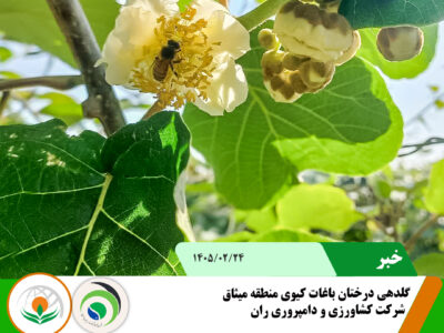 گلدهی کیوی copy