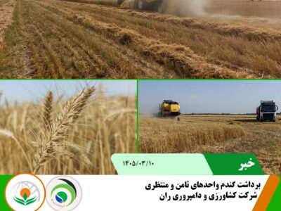 برداشت گندم