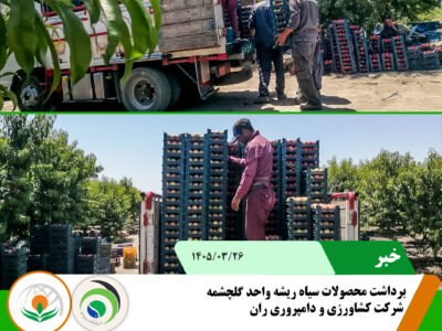 سیاه ریشه