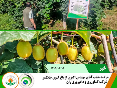 کیویی