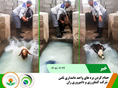 حمام کردن بره ها
