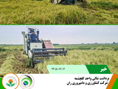 شالی گلچشمه