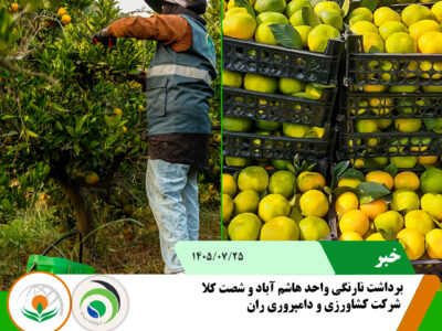 برداشت نارنگی