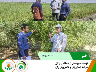 زیتون